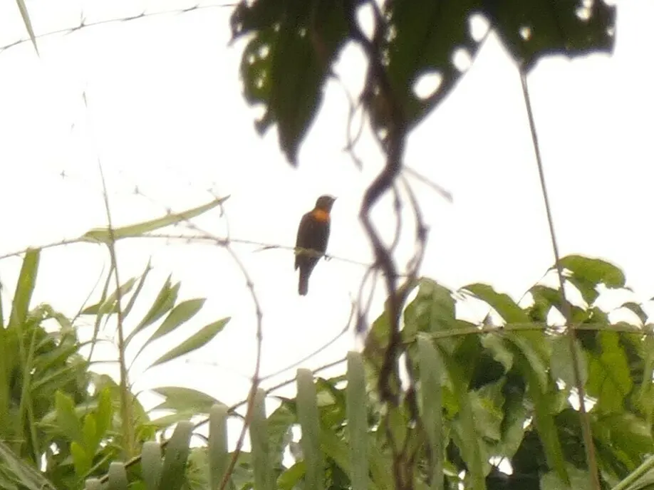 金胸精织雀(Malimbus racheliae)