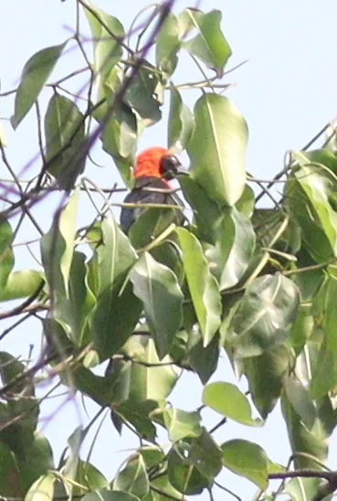 红臀精织雀(Malimbus scutatus)