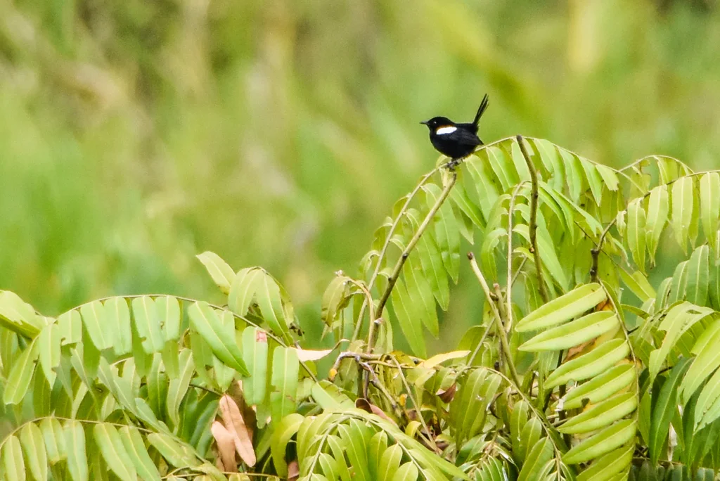 白肩细尾鹩莺(Malurus alboscapulatus)