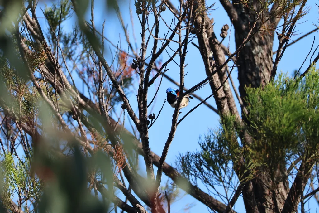 紫背细尾鹩莺(Malurus assimilis)