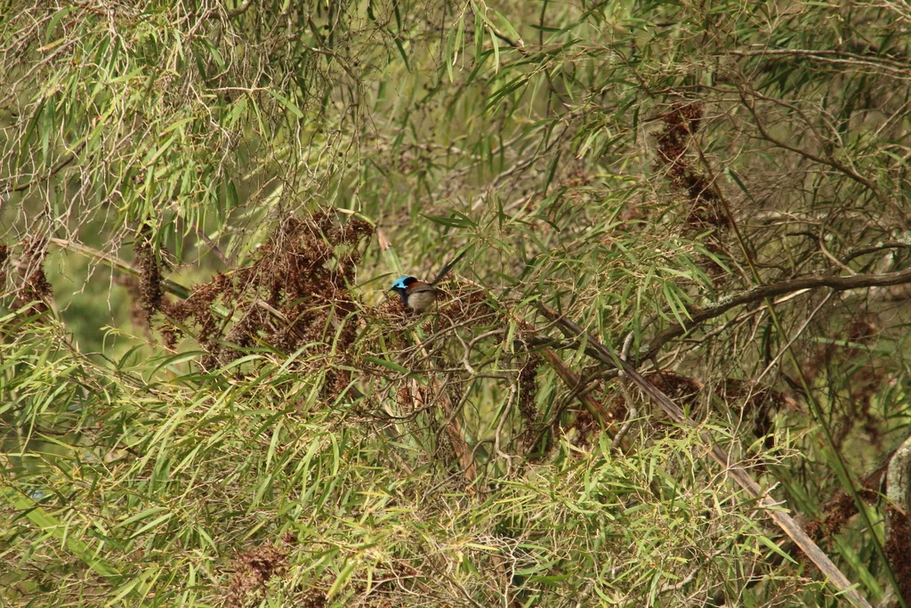 红翅细尾鹩莺(Malurus elegans)