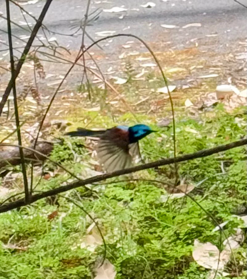 红翅细尾鹩莺(Malurus elegans)