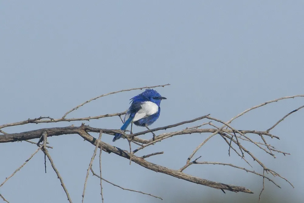 蓝白细尾鹩莺(Malurus leucopterus)