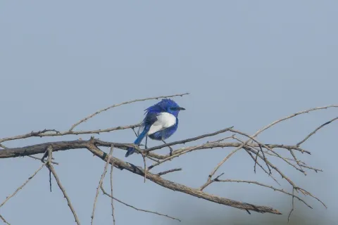 蓝白细尾鹩莺