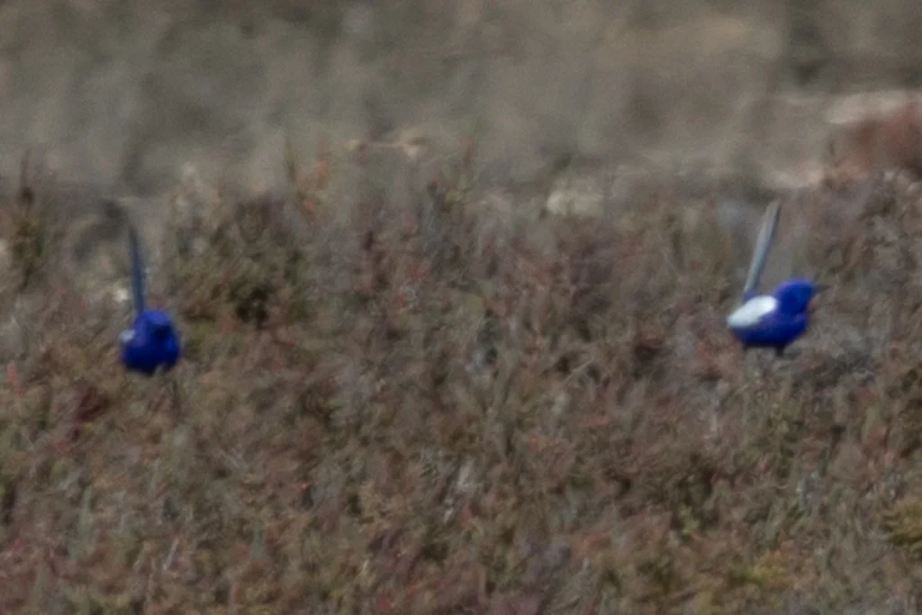 蓝白细尾鹩莺(Malurus leucopterus)