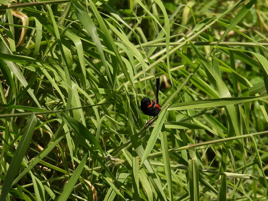 红背细尾鹩莺(Malurus melanocephalus)