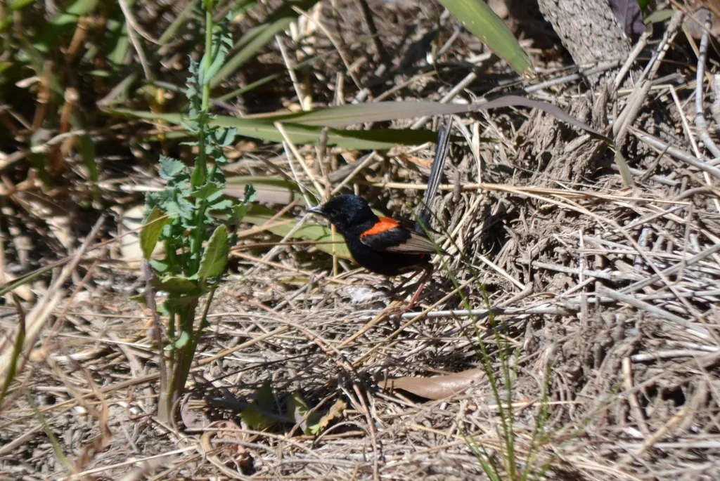 红背细尾鹩莺(Malurus melanocephalus)