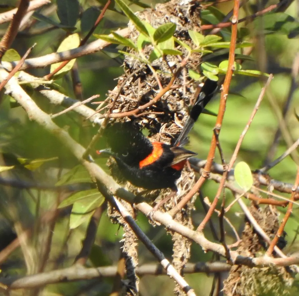 红背细尾鹩莺(Malurus melanocephalus)