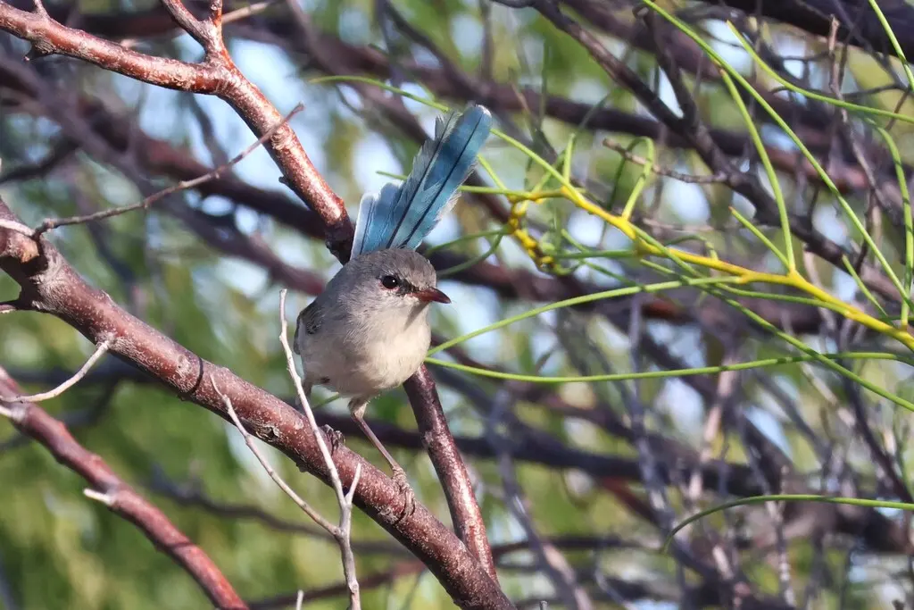 蓝胸细尾鹩莺(Malurus pulcherrimus)