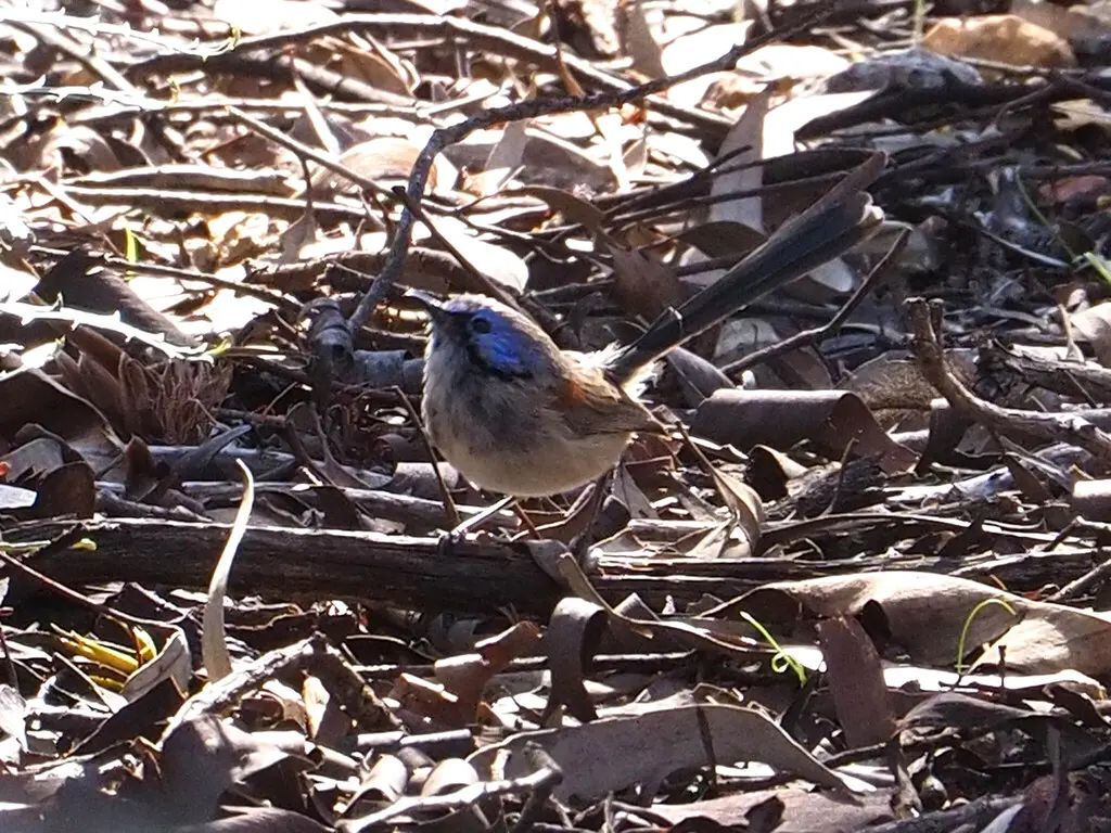 蓝胸细尾鹩莺(Malurus pulcherrimus)