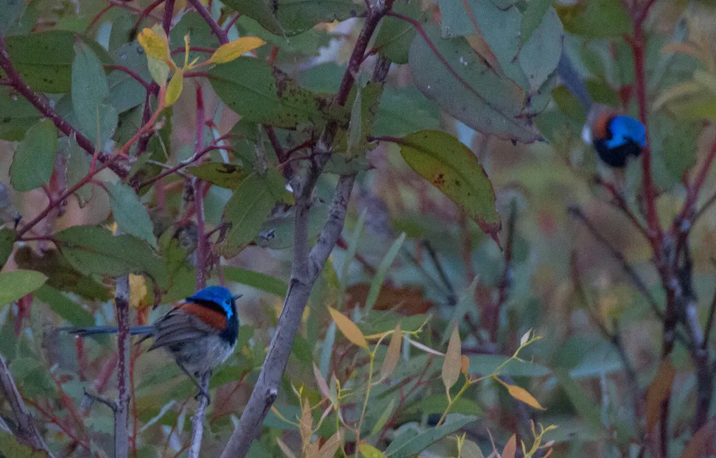 蓝胸细尾鹩莺(Malurus pulcherrimus)
