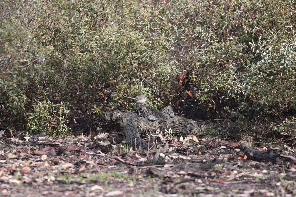 蓝胸细尾鹩莺(Malurus pulcherrimus)
