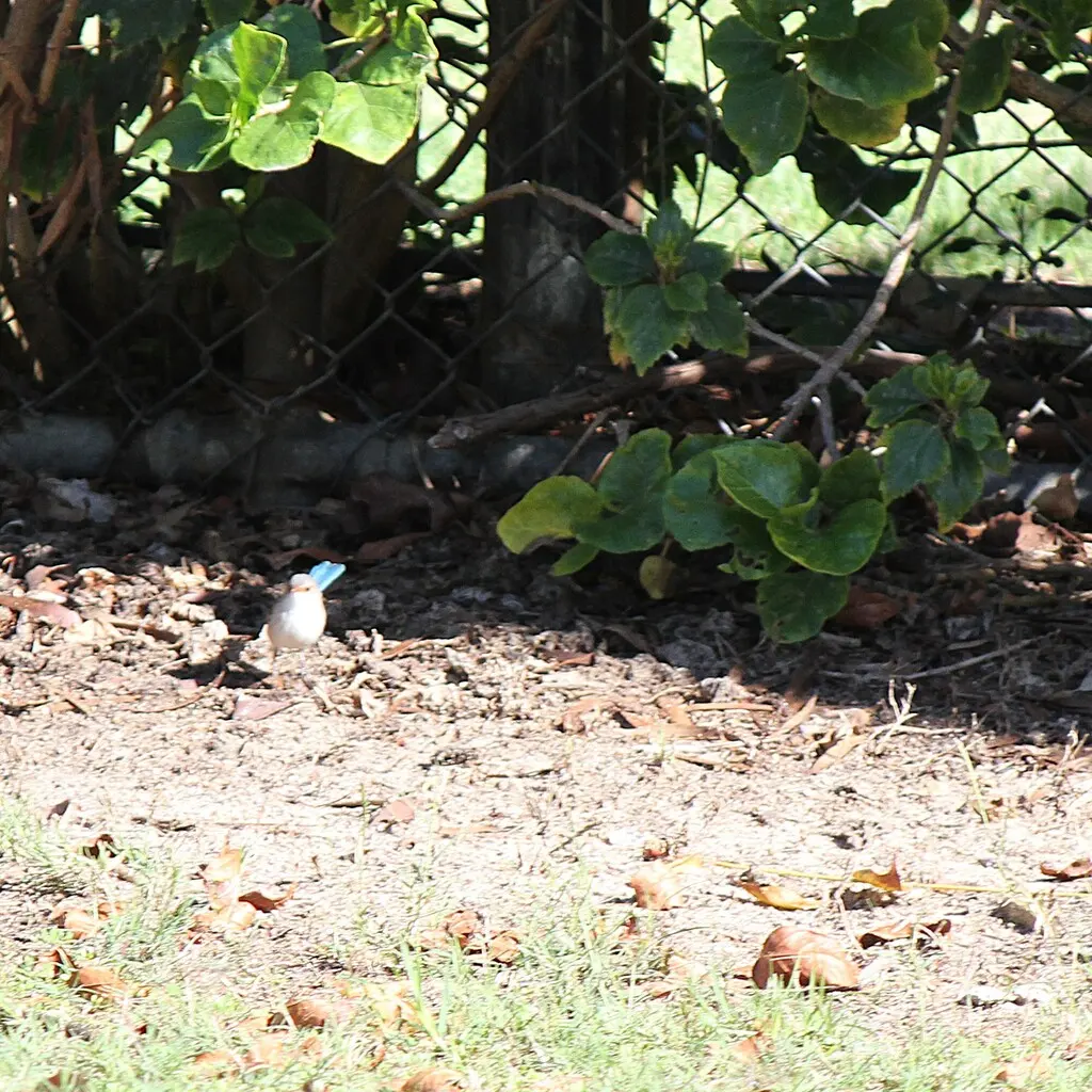 辉蓝细尾鹩莺(Malurus splendens)