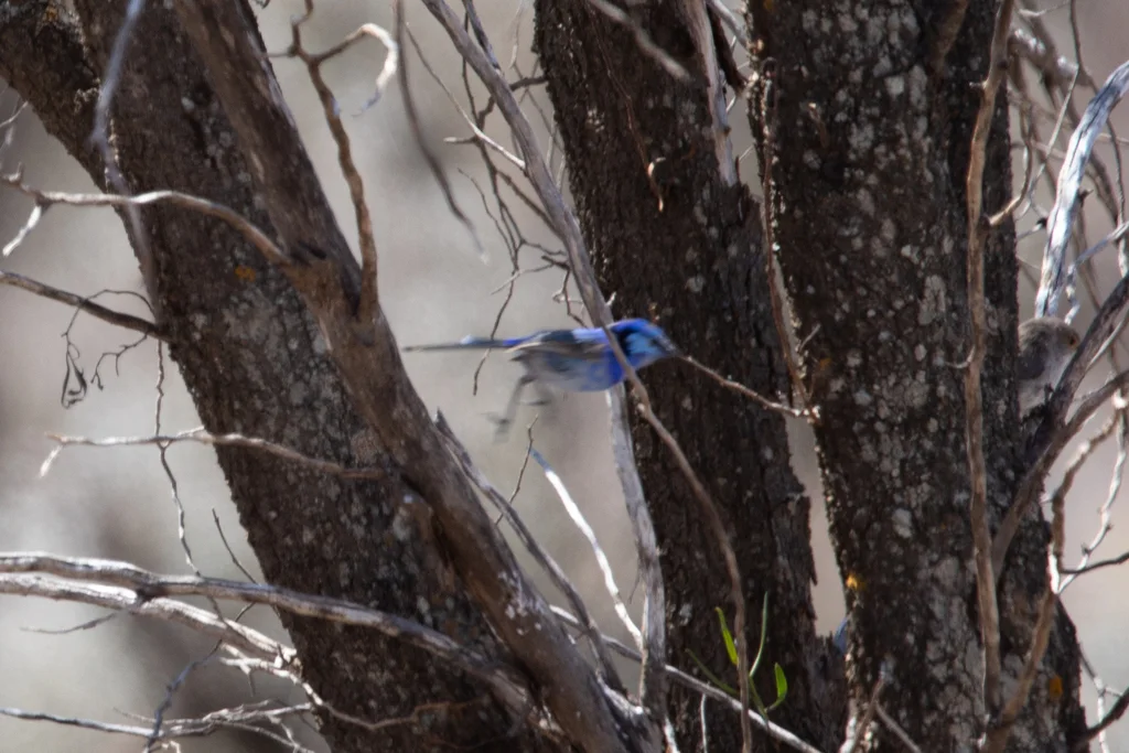 辉蓝细尾鹩莺(Malurus splendens)
