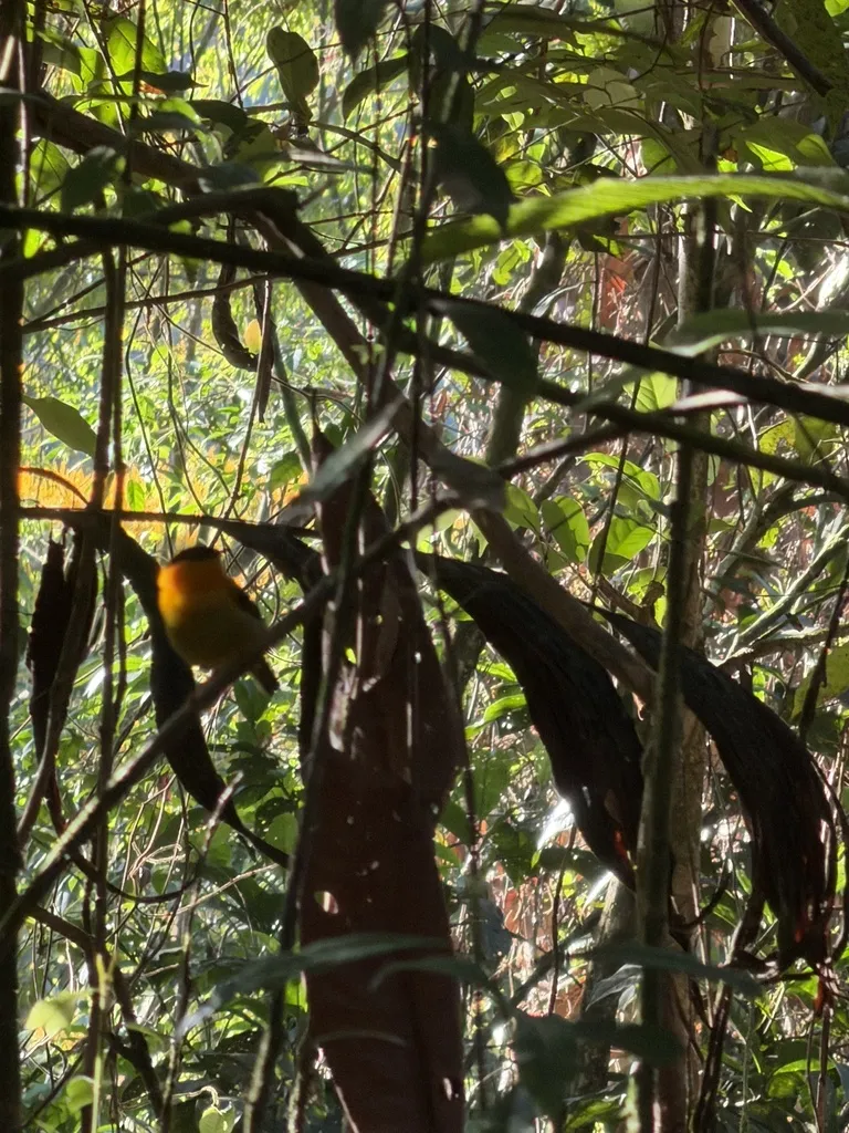 橙领娇鹟(Manacus aurantiacus)