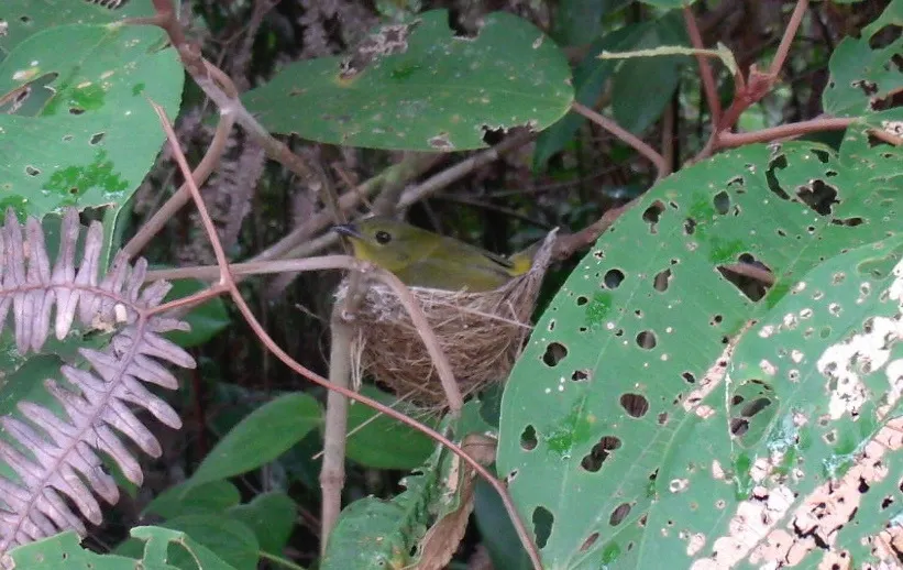橙领娇鹟(Manacus aurantiacus)