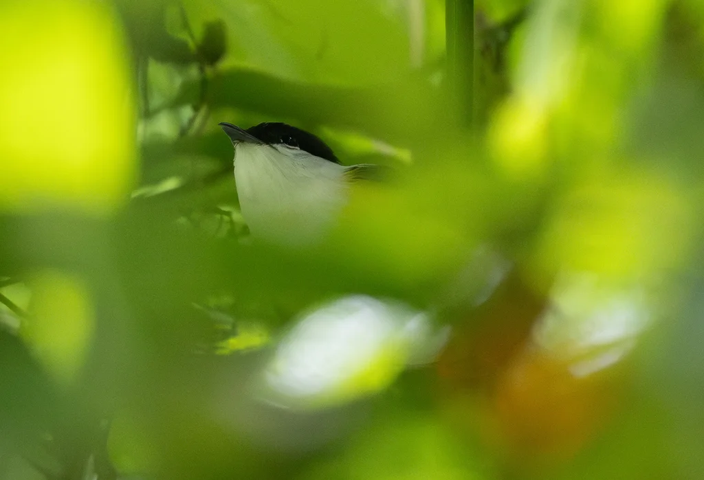 白头娇鹟(Manacus candei)