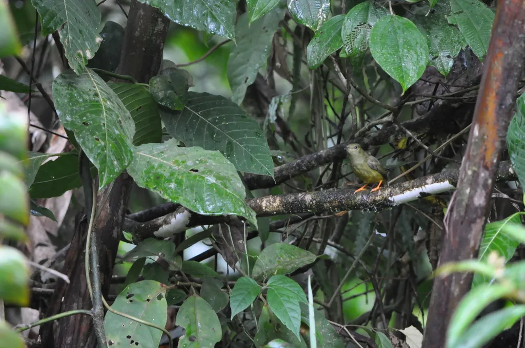 白头娇鹟(Manacus candei)
