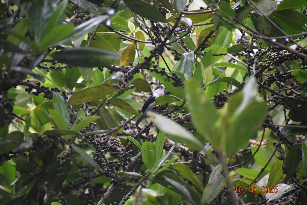 白须娇鹟(Manacus manacus)