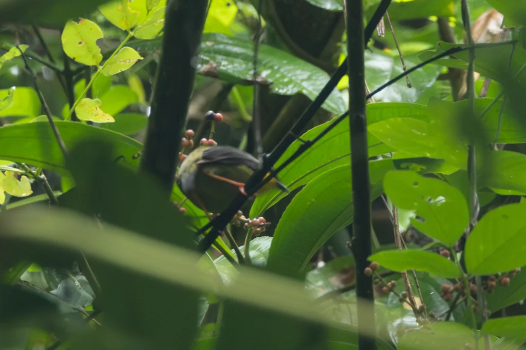 金领娇鹟(Manacus vitellinus)