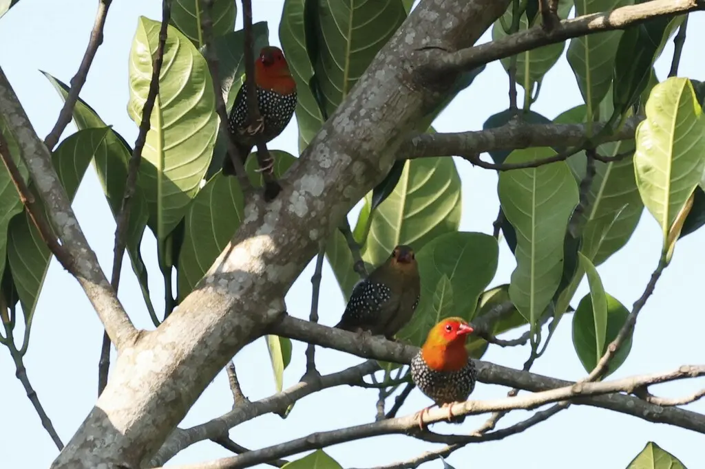 绿背斑雀(Mandingoa nitidula)