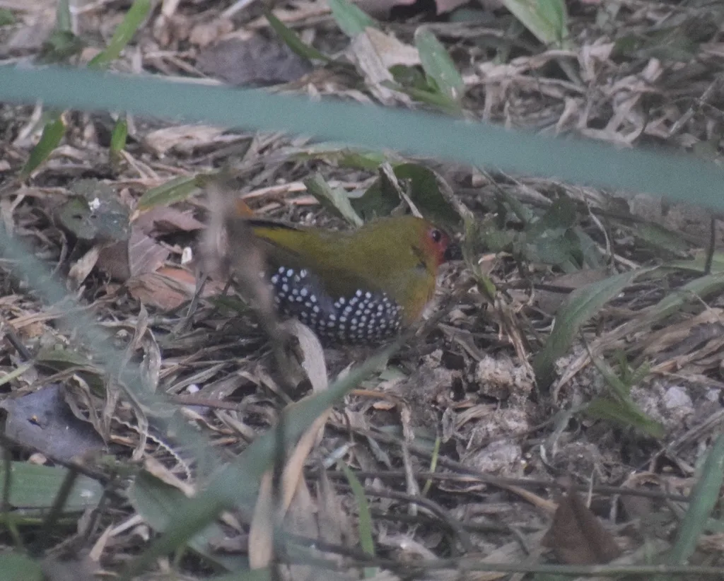 绿背斑雀(Mandingoa nitidula)