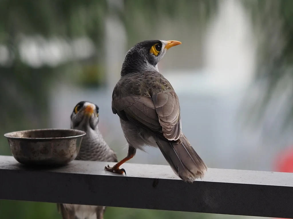 黑额矿吸蜜鸟(Manorina melanocephala)
