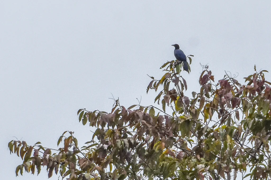 黑辉极乐鸟(Manucodia ater)