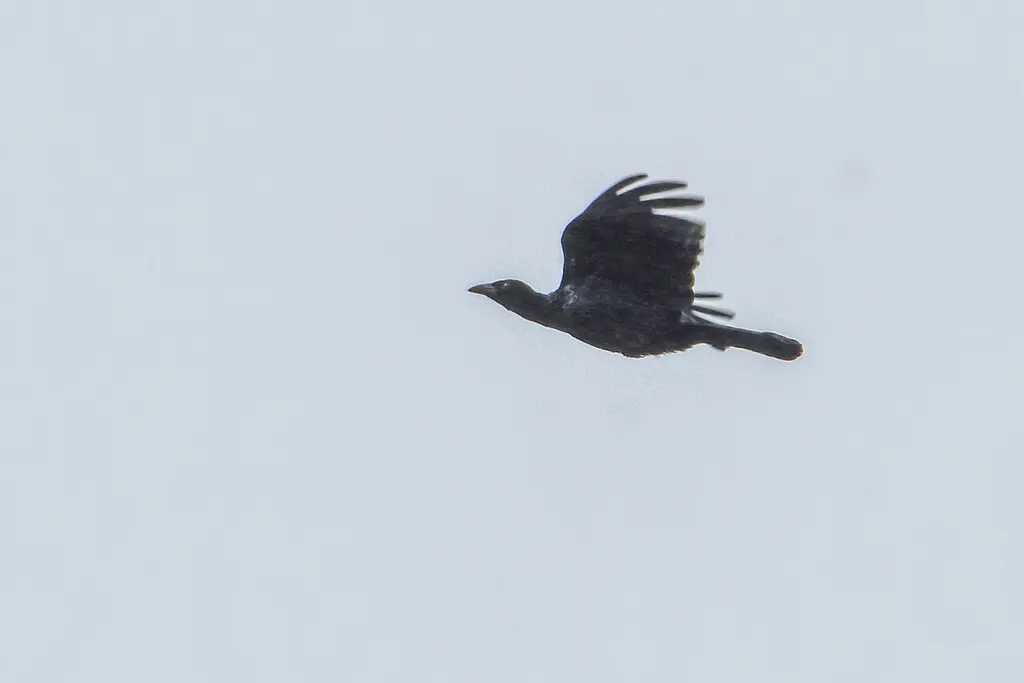 黑辉极乐鸟(Manucodia ater)