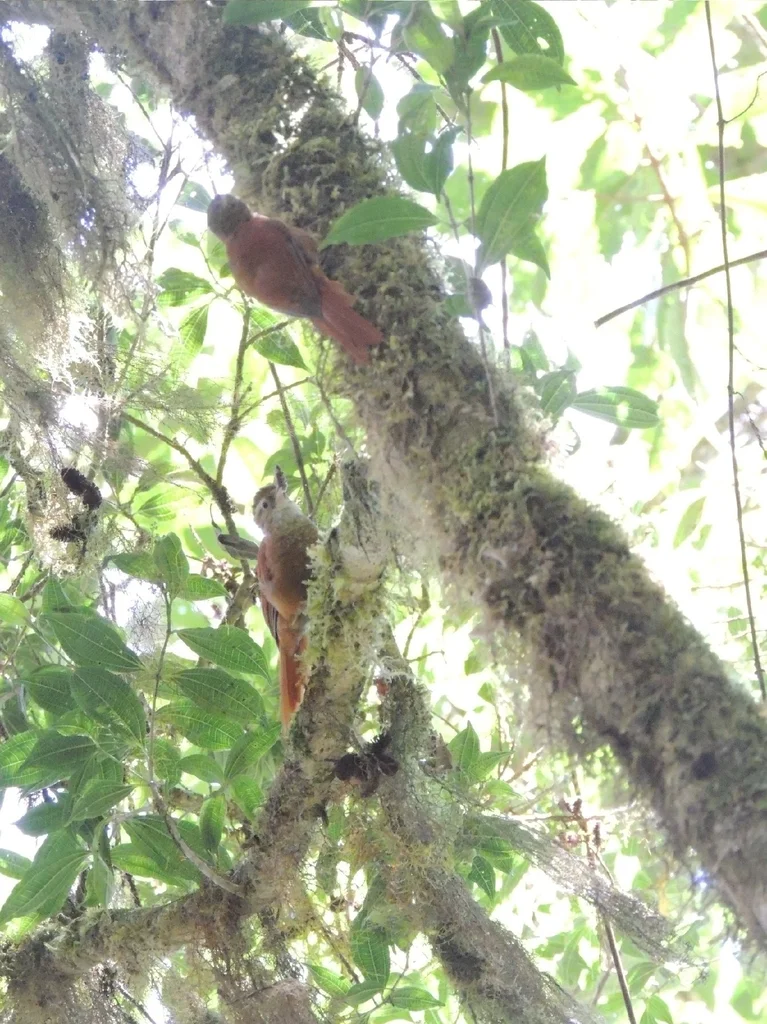 棕爬树雀(Margarornis rubiginosus)