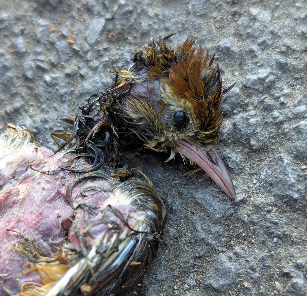 棕爬树雀(Margarornis rubiginosus)