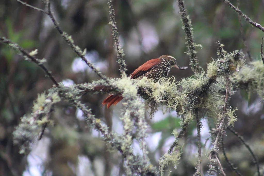 鳞斑爬树雀(Margarornis squamiger)