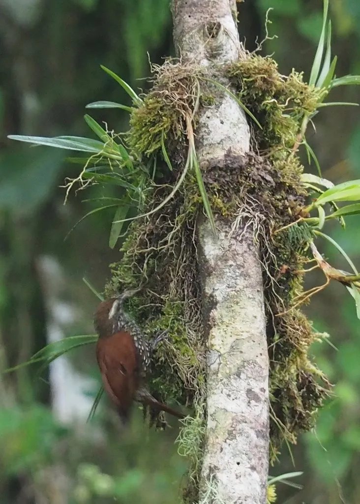 鳞斑爬树雀(Margarornis squamiger)