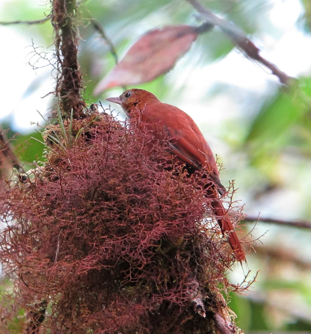 黄斑爬树雀(Margarornis stellatus)