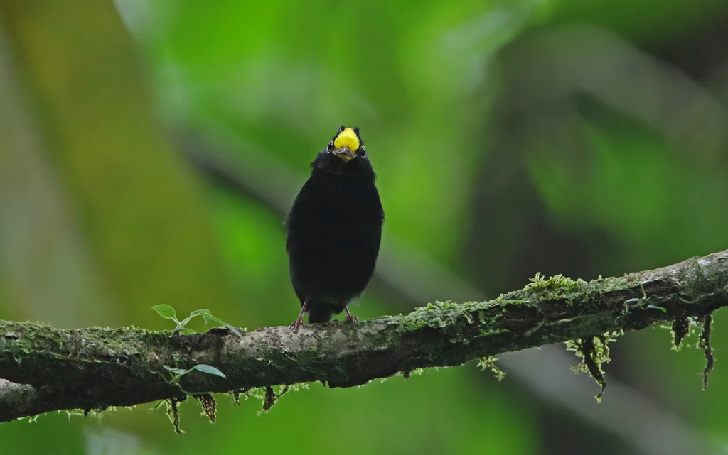 金翅娇鹟(Masius chrysopterus)