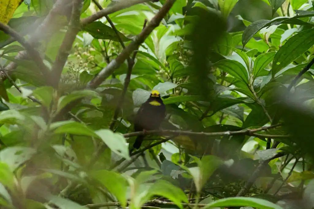 金翅娇鹟(Masius chrysopterus)