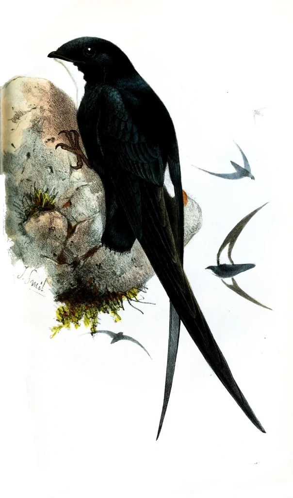 菲律宾针尾雨燕(Mearnsia picina)