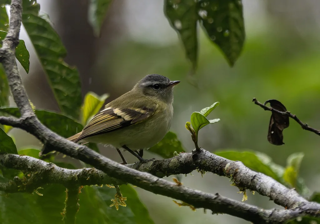 黄斑姬霸鹟(Mecocerculus hellmayri)