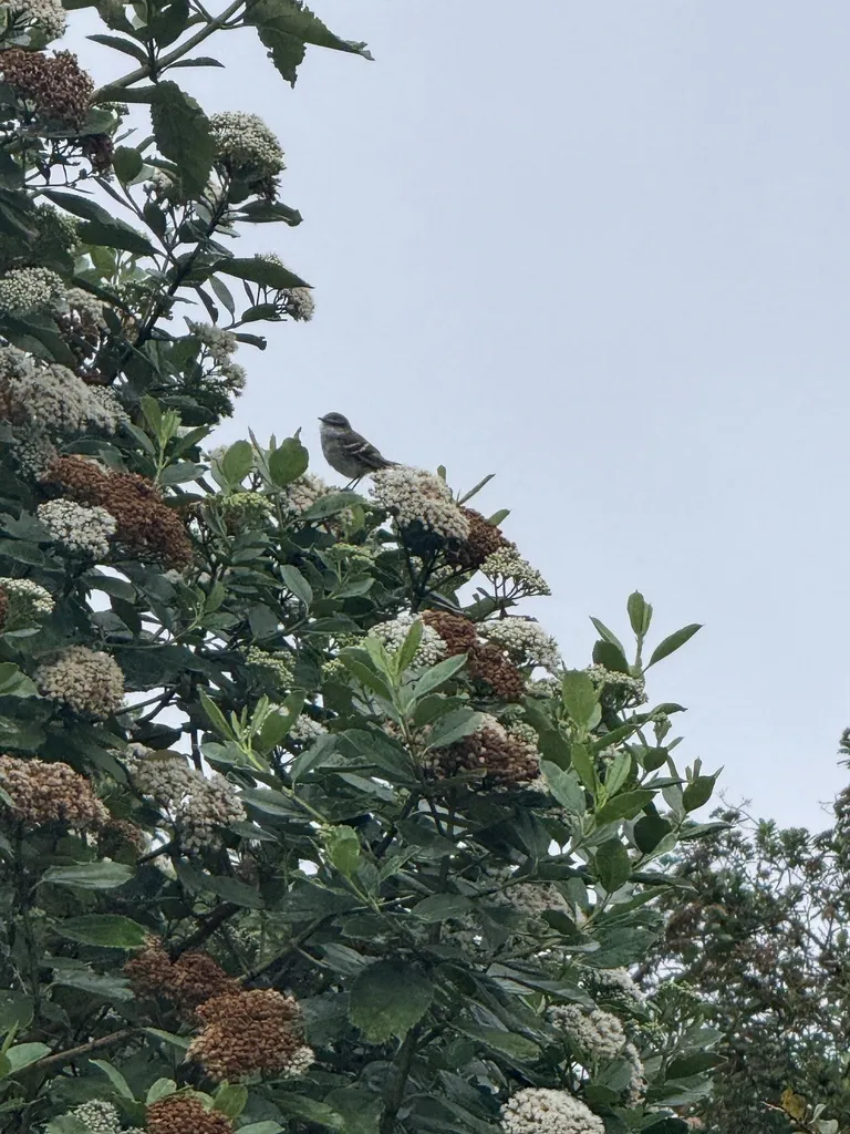 白喉姬霸鹟(Mecocerculus leucophrys)