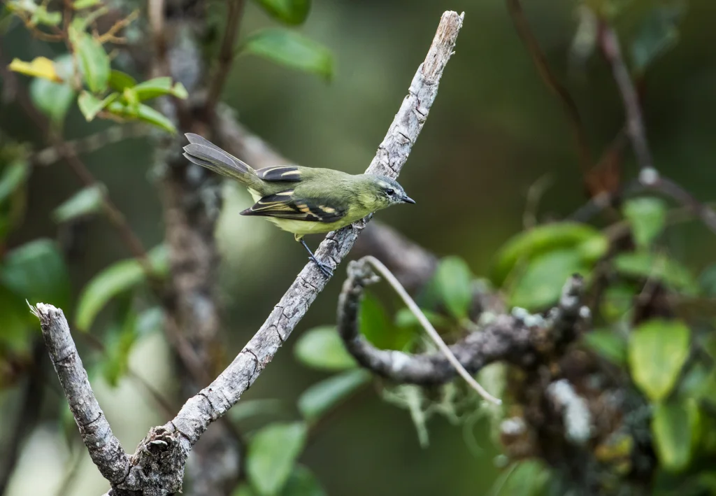 黄腹姬霸鹟(Mecocerculus minor)