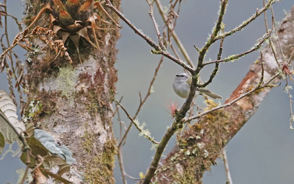 白斑姬霸鹟(Mecocerculus stictopterus)