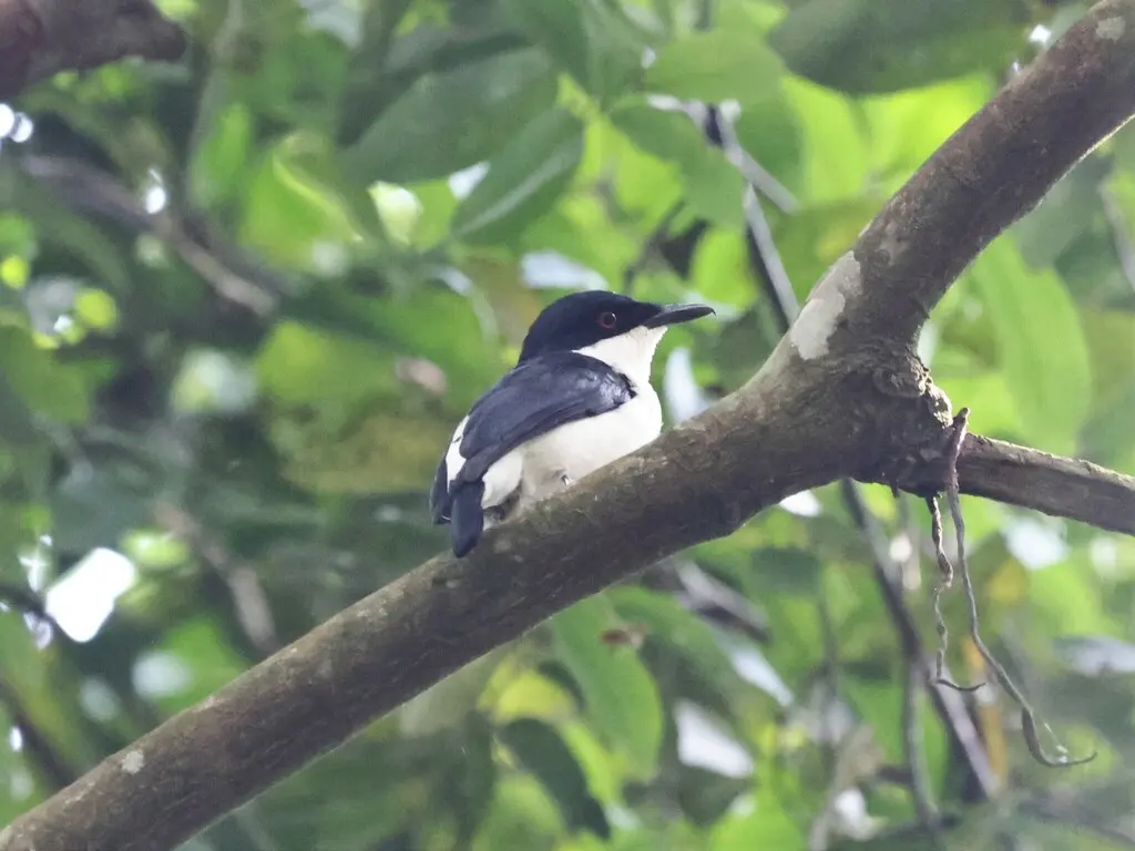 非洲鵙鹟（Megabyas flammulatus）