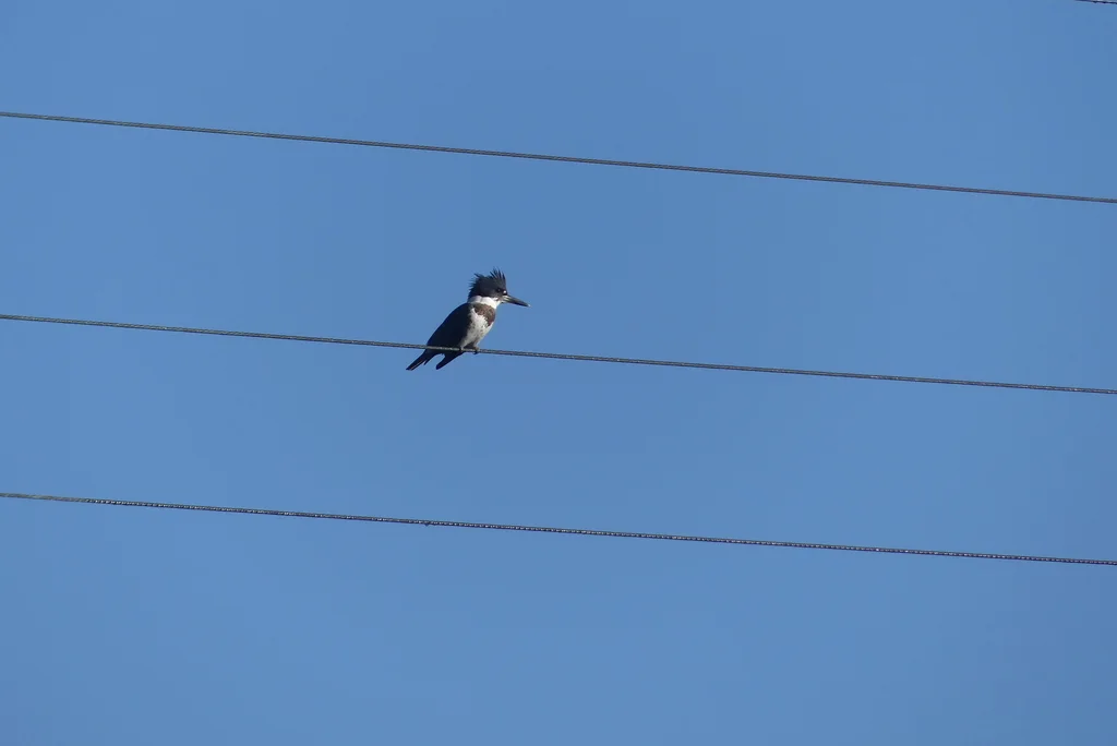 白腹鱼狗(Megaceryle alcyon)