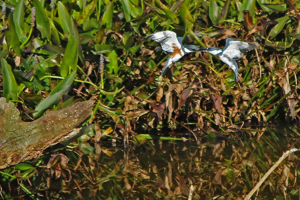 白腹鱼狗(Megaceryle alcyon)