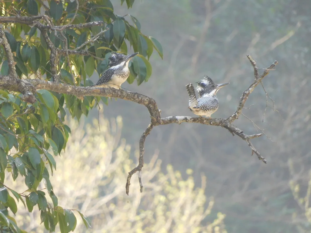 冠鱼狗(Megaceryle lugubris)