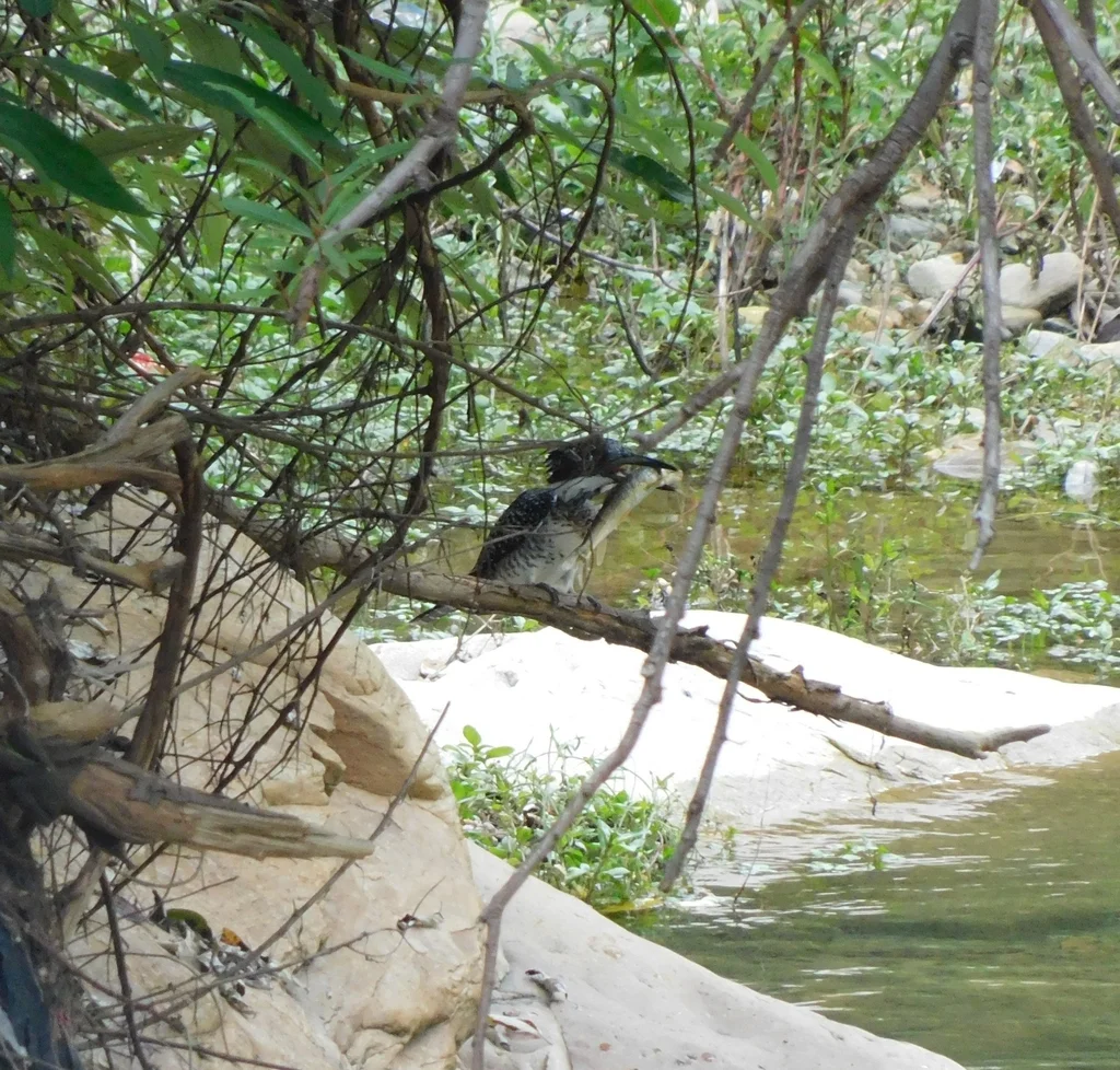 冠鱼狗(Megaceryle lugubris)