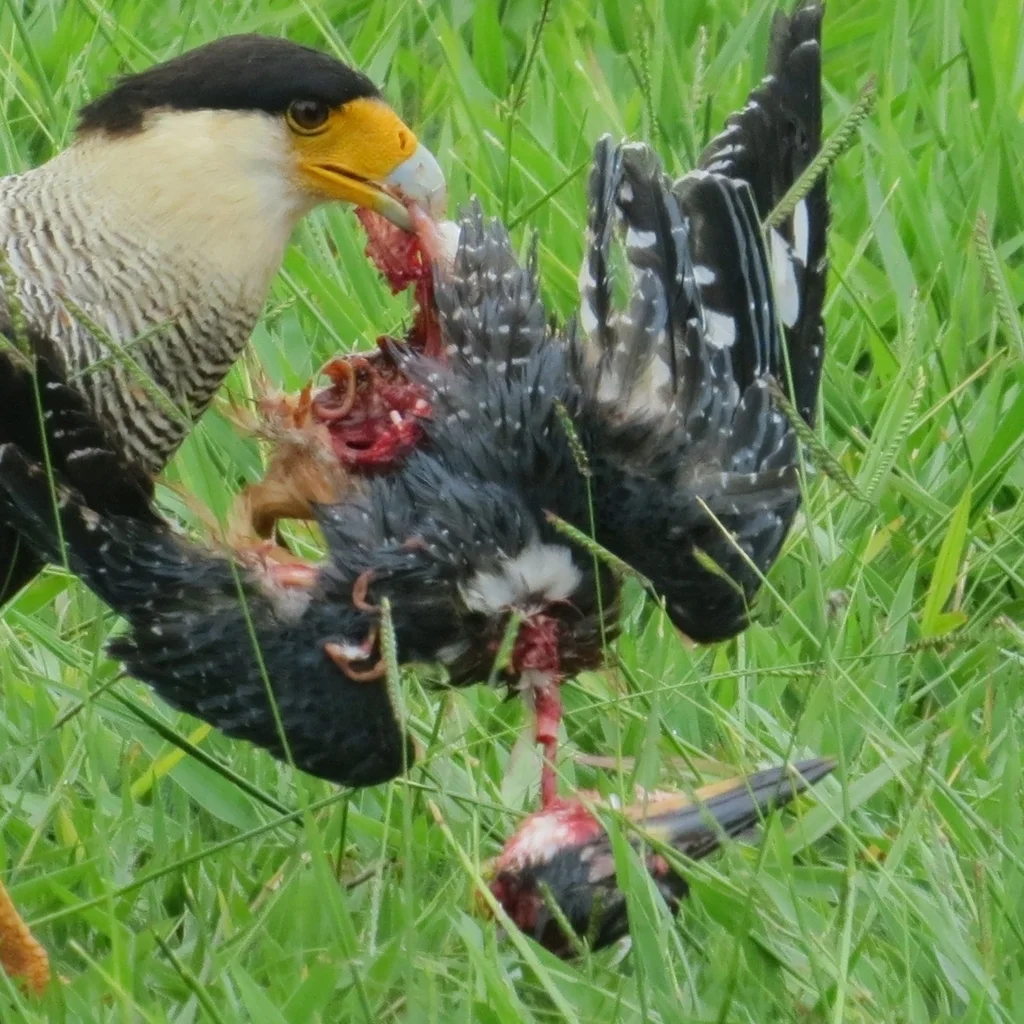 棕腹鱼狗(Megaceryle torquata)