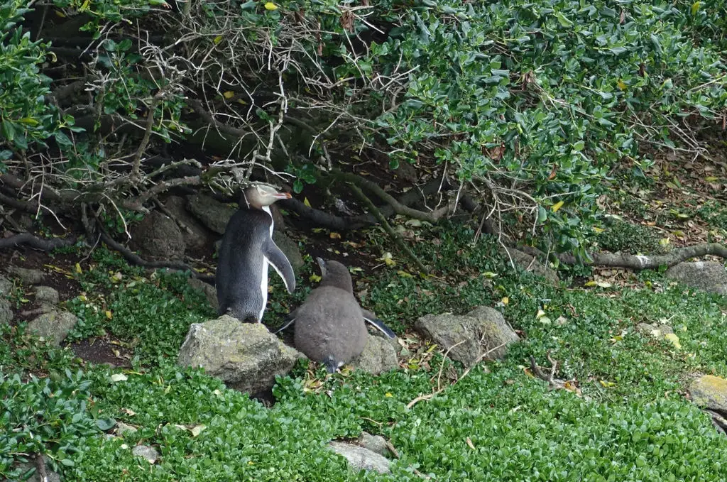 黄眼企鹅(Megadyptes antipodes)