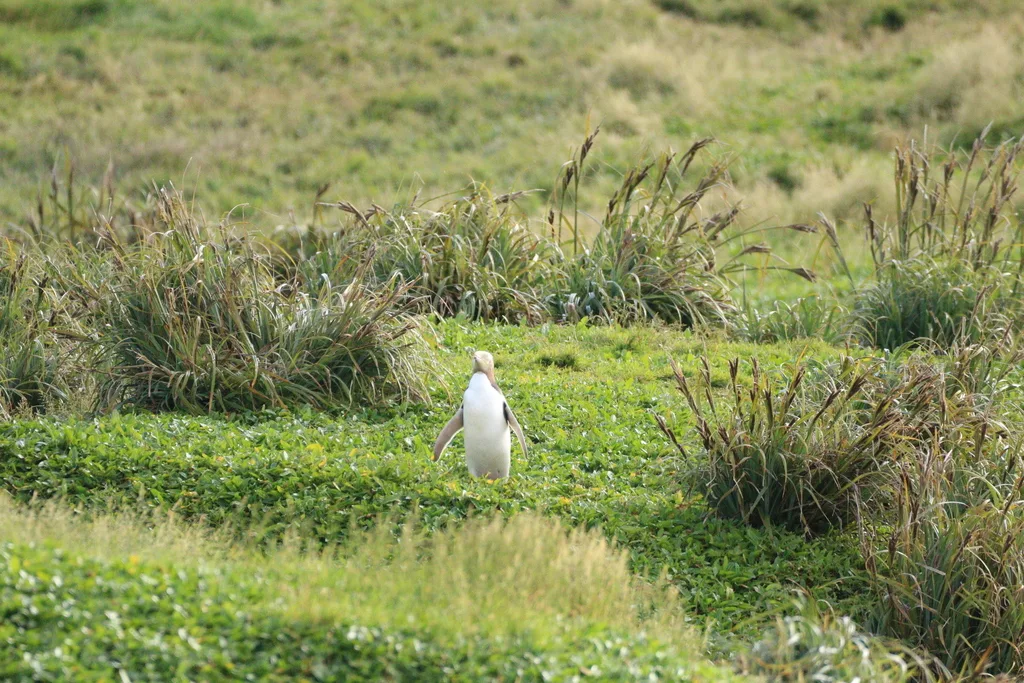 黄眼企鹅(Megadyptes antipodes)