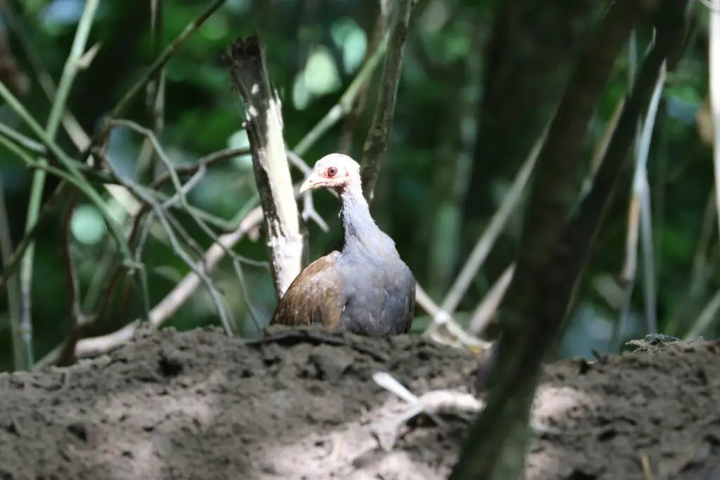 菲律宾塚雉(Megapodius cumingii)